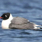 Franklin's Gull